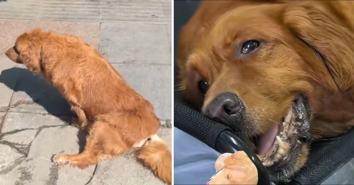 abused caged and abandoned