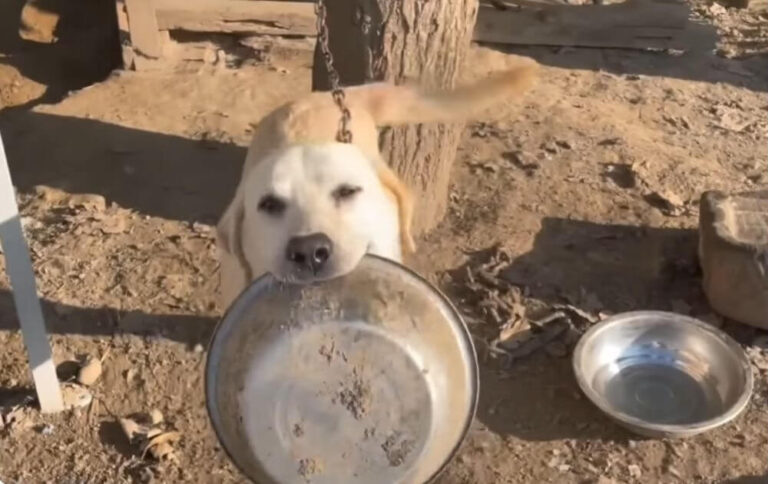 chained for five years