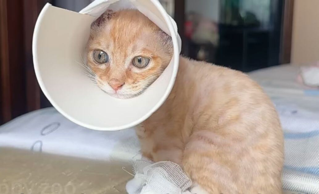 construction site kittens