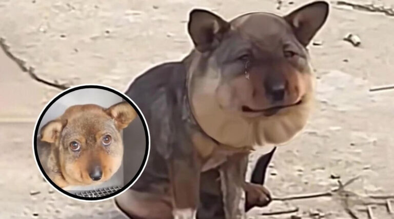 dog with a swollen head