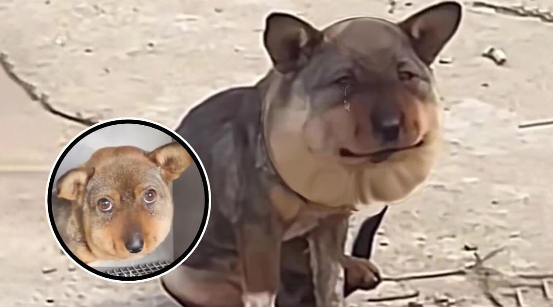 dog with a swollen head