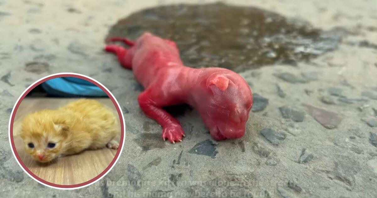 premature kitten