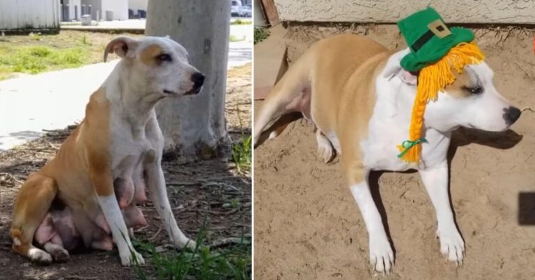 starving mama dog