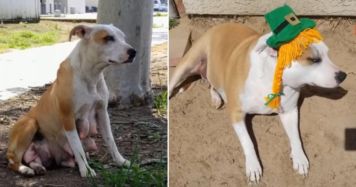 starving mama dog