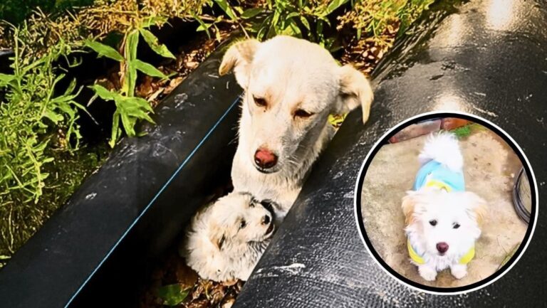 stray mother dog