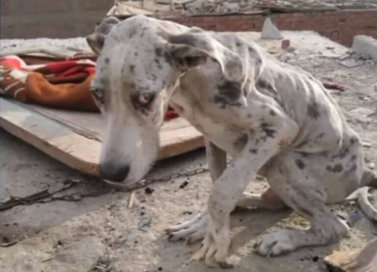 He was fed stones instead of food, almost ending his life – but a savior showed up in time