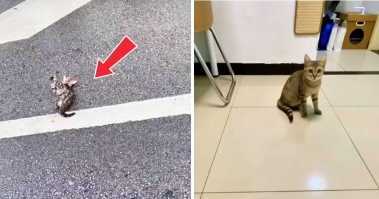 Cat hit by car