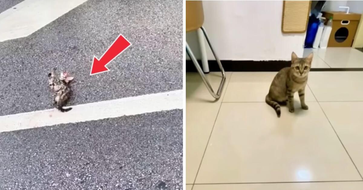 Cat hit by car