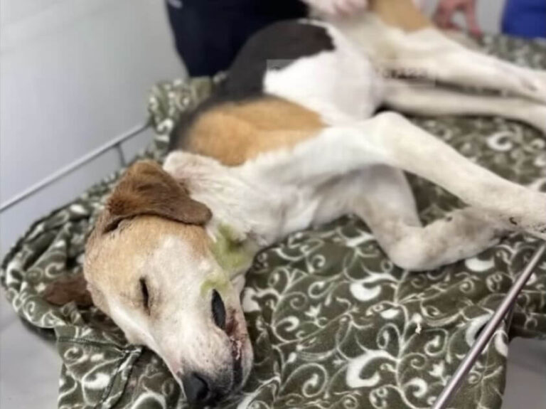 Eva's rescue story