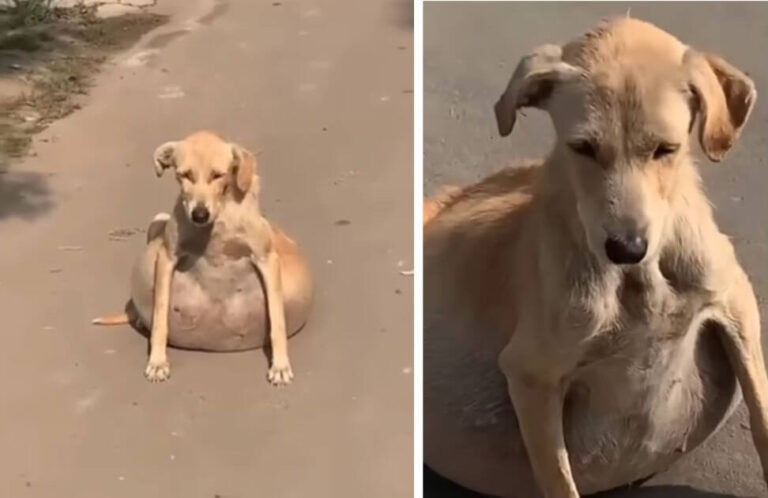 Fuffy's rescue story