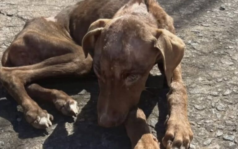 Hanna's Rescue Story