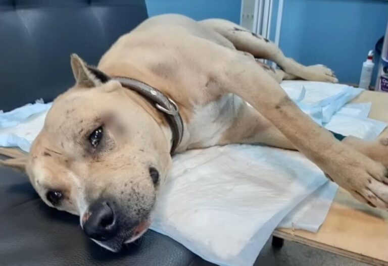 Jacks' rescue story