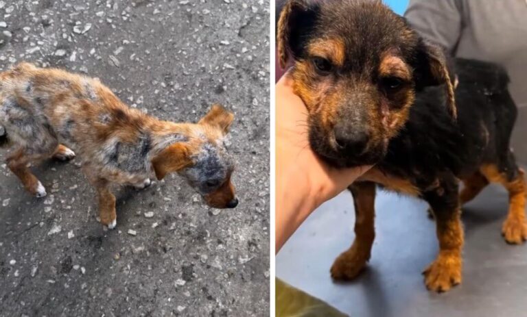Mia's rescue story