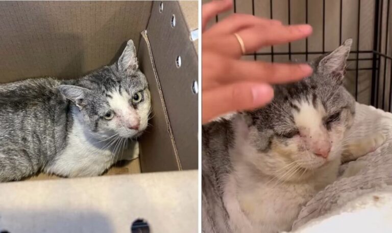 Potato's rescue story