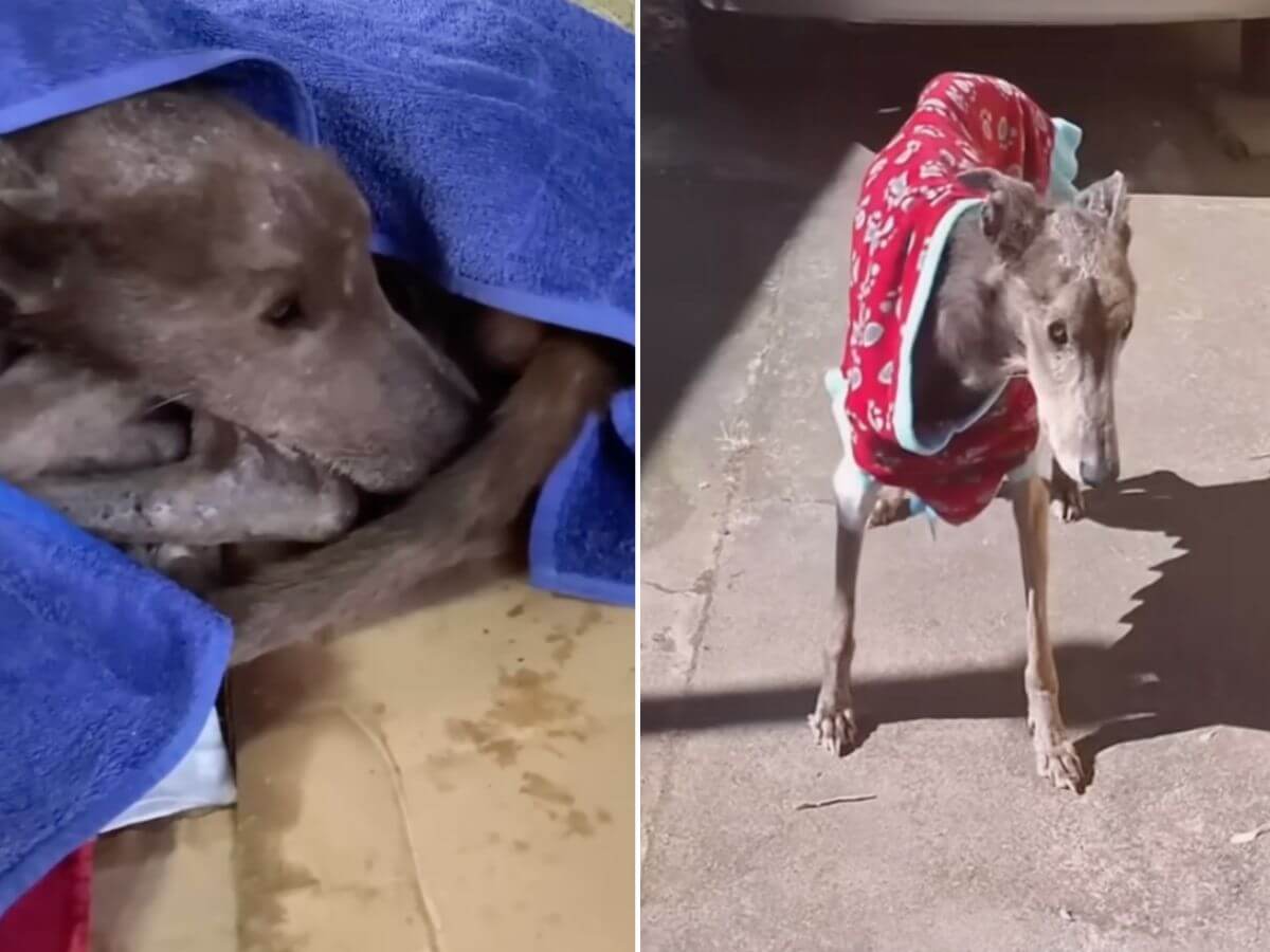 Ramoncitos Rescue Story