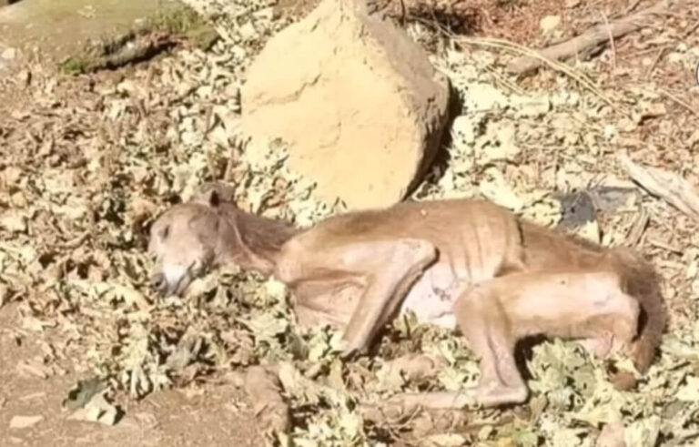 Ramoncito's Rescue Story