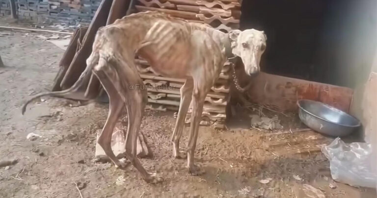 Rusty's Rescue Story