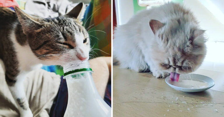 Stop Giving Milk to Your Cat