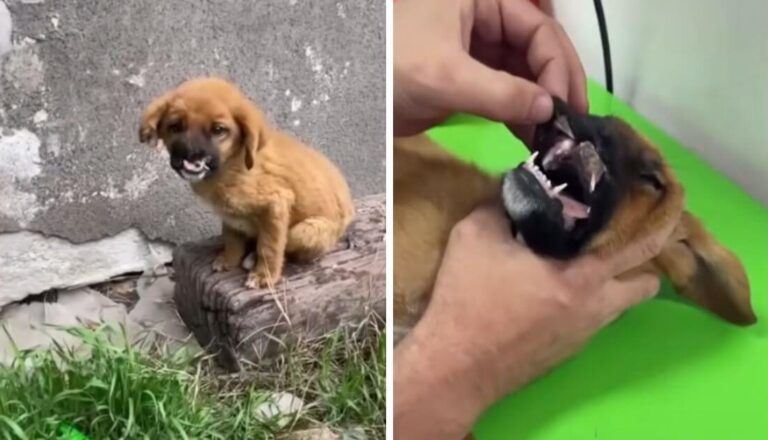 Tino's rescue story