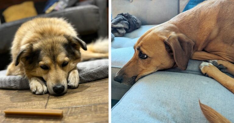 13 Warning Signs Your Dog May Not Have Much Time Left