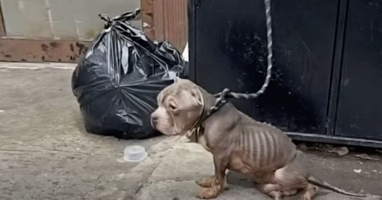 Weber's rescue story