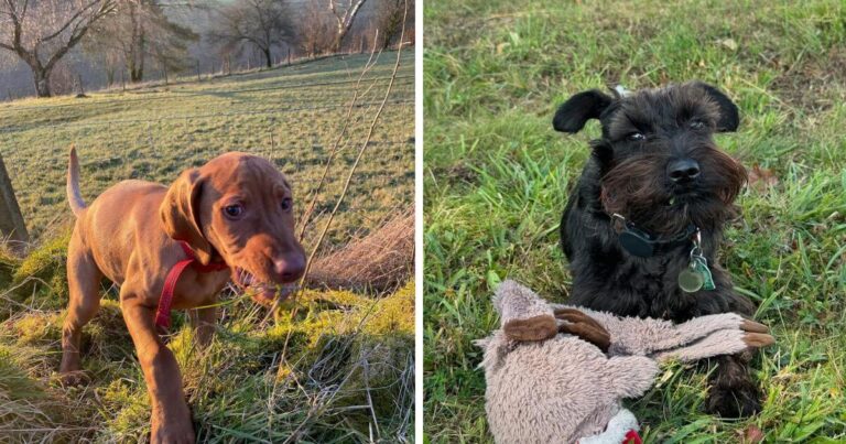 What Happens to Your Dog When It Eats Grass