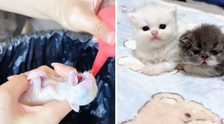 Xiao Yuan's rescue story