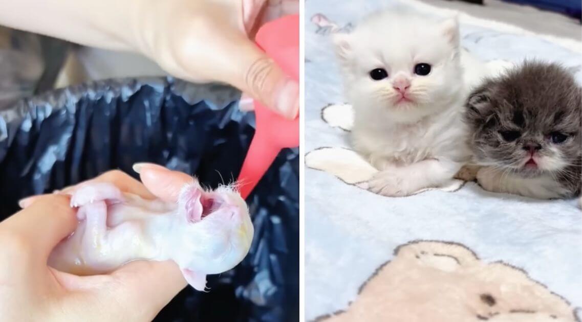 Xiao Yuan's rescue story