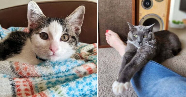 Your Cat Loves You