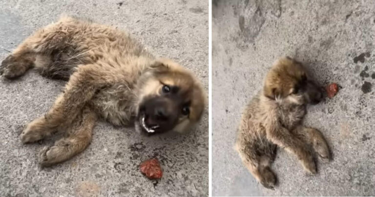 badly beaten pup