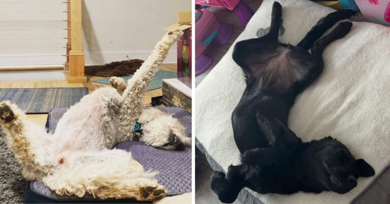 Why does my dog sleep on its back with paws in the air?