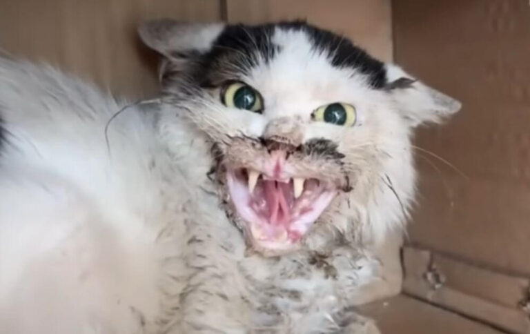 owner regrets adopting cat