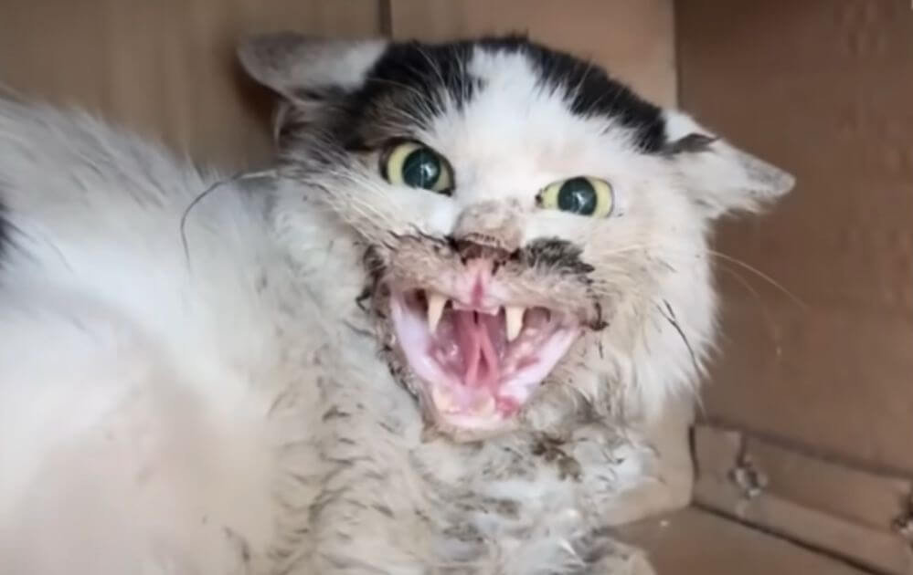 owner regrets adopting cat