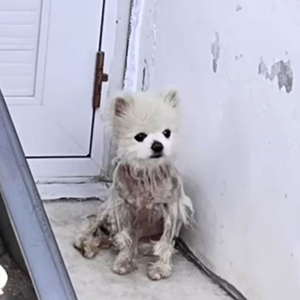 How Oreo looked after losing his fur