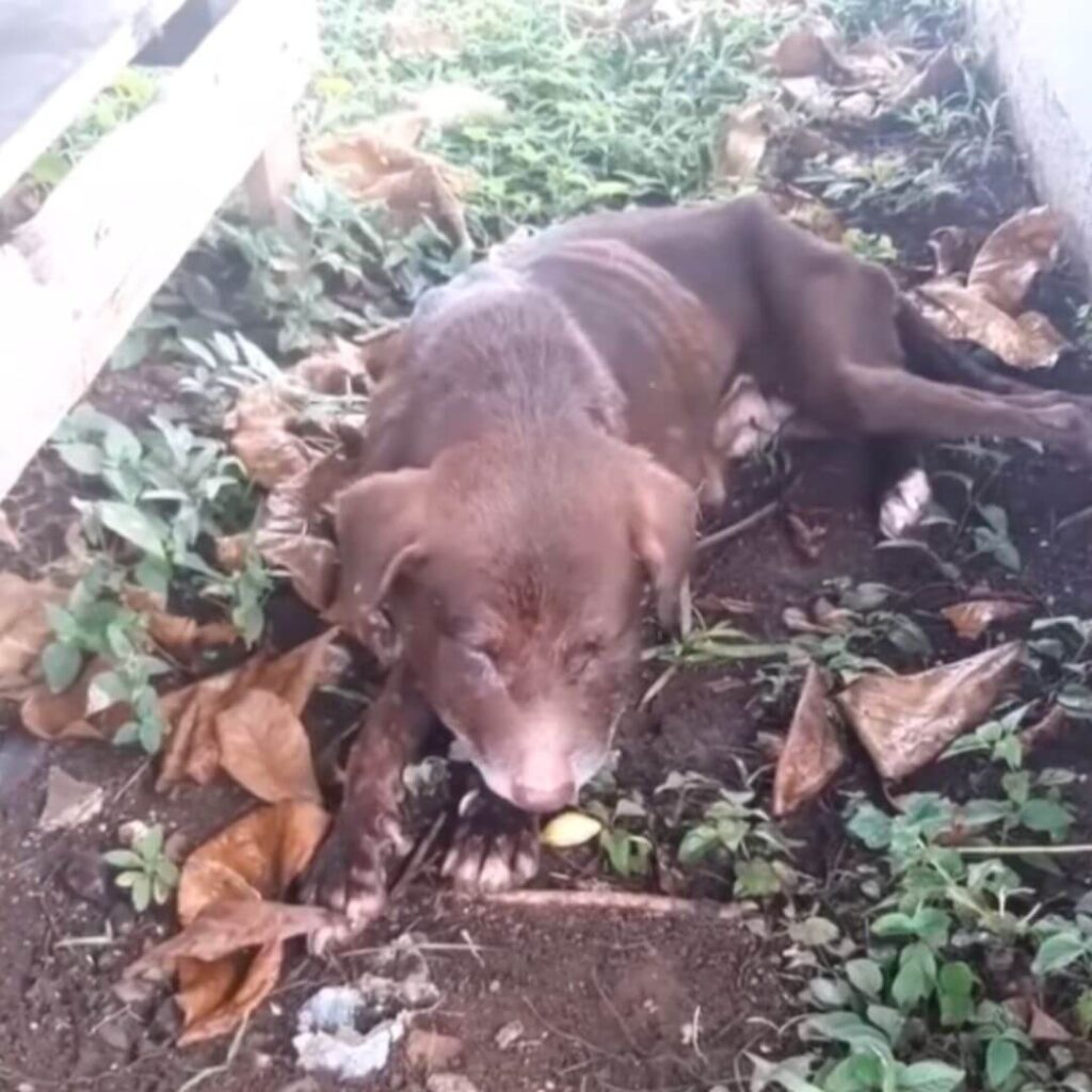 Photos and updates courtesy of Animal Defenders Panama