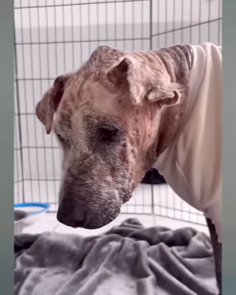 Ossi was in no condition to wait