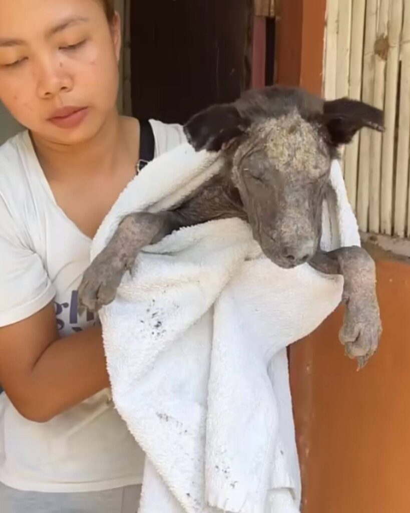 Rescue team bringing Koda out of darkness