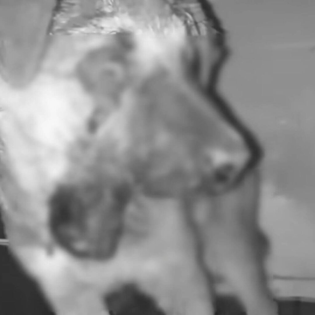 How the dog was found by the factory owner. Source: Youumbba