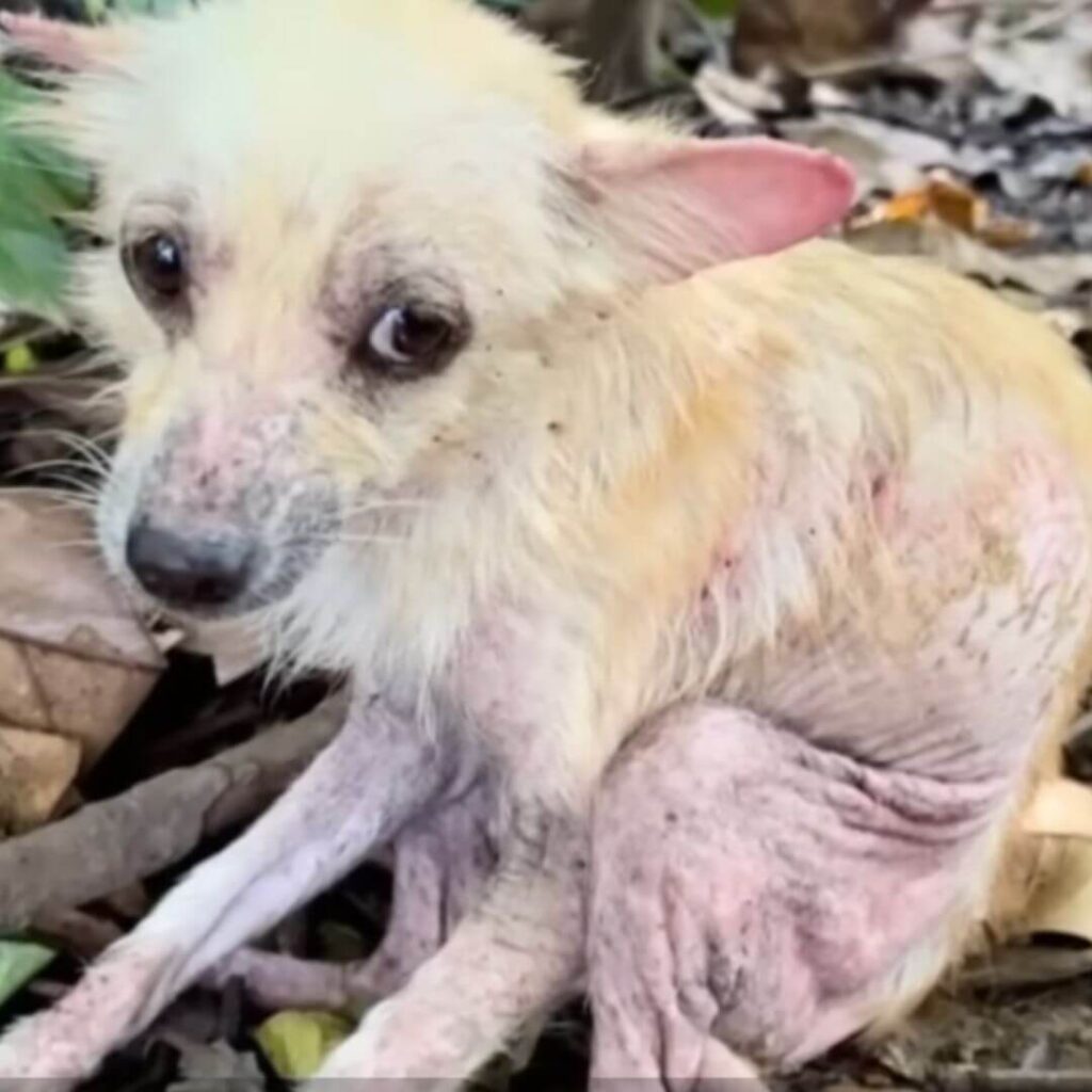 When Hope was first found by her rescuers