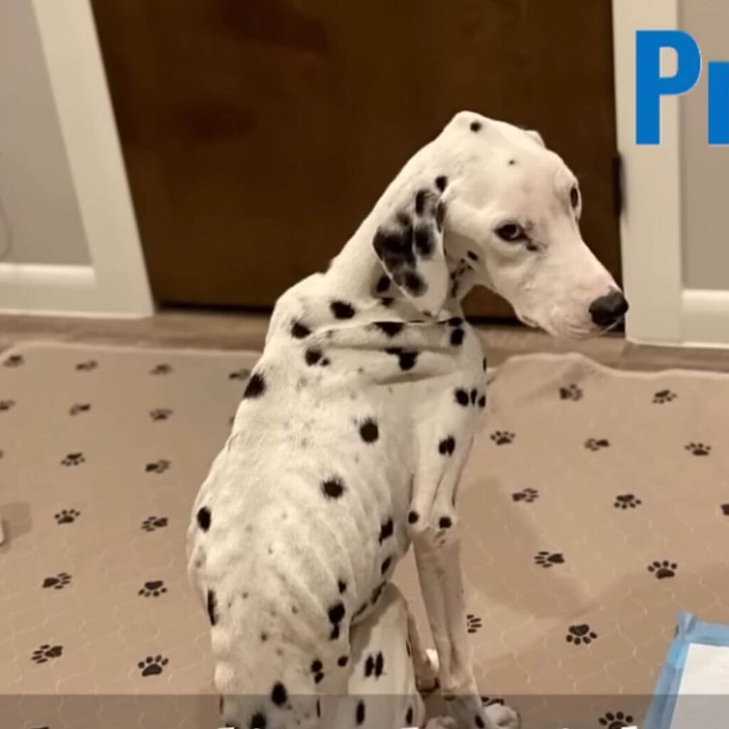 Photos and updates courtesy of Dalmatian Rescue of Colorado