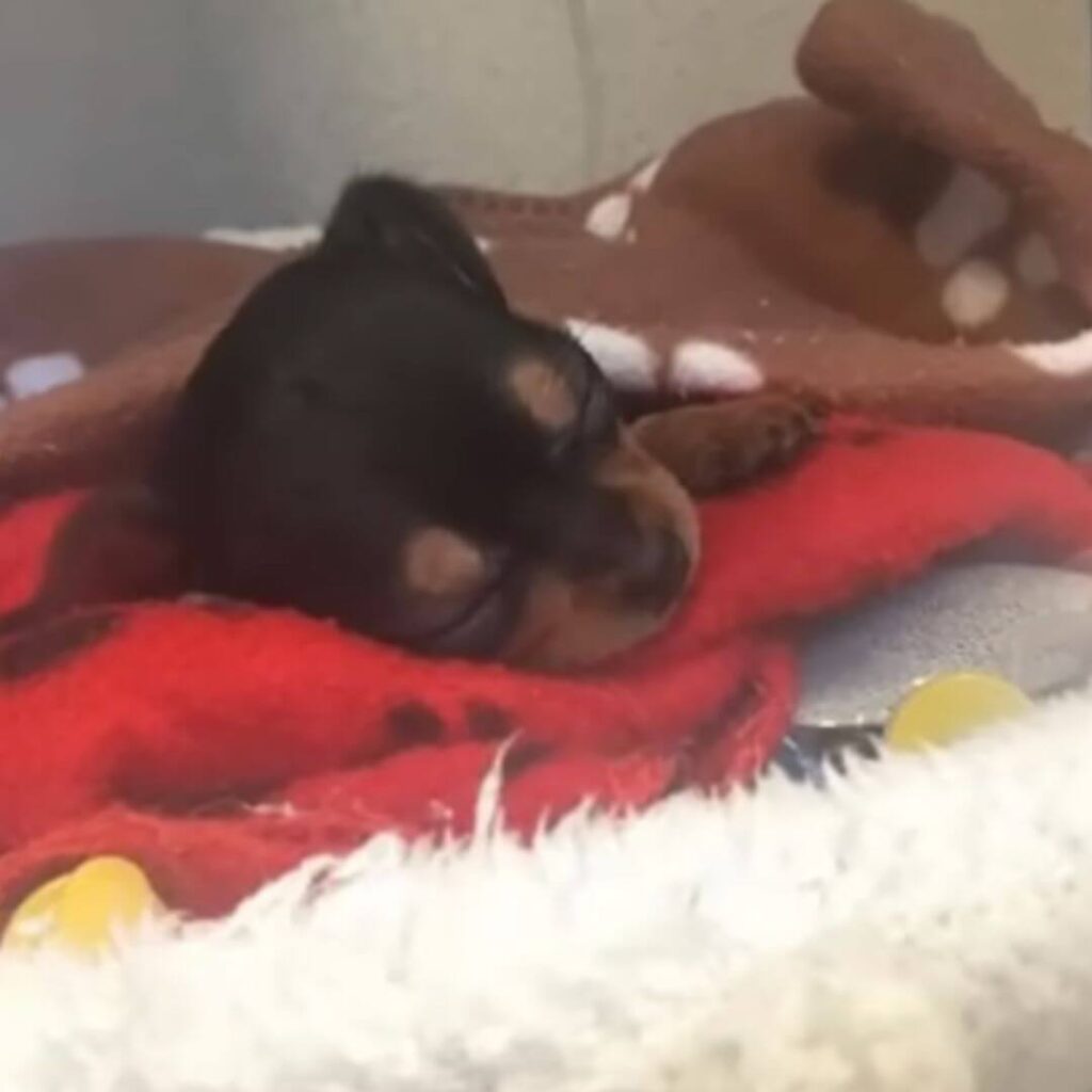 Rico was unconscious for 2 days