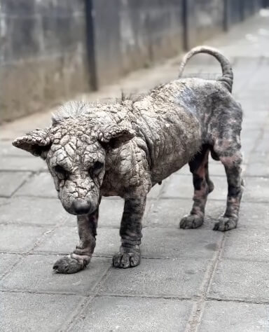 Abandoned because of sever skin disease