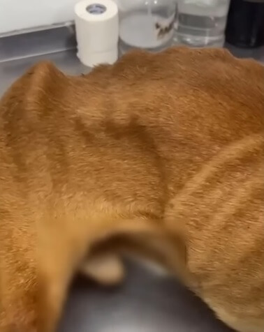 Berlin was starved and paralyzed