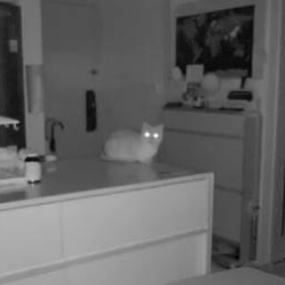 Cat zooming at night