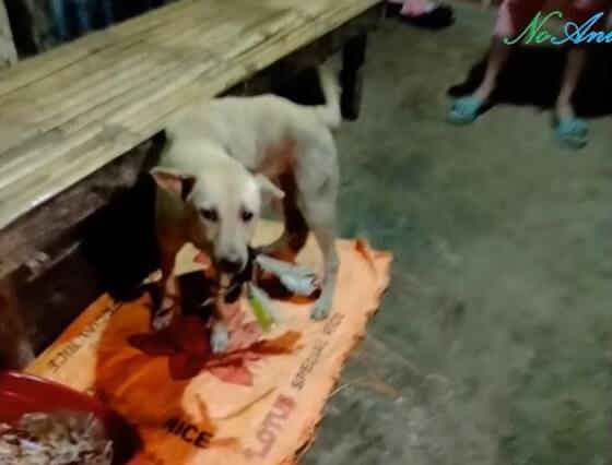  Tiktok was found with 5 arrows inside her