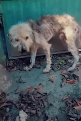 Vito waiting for his family