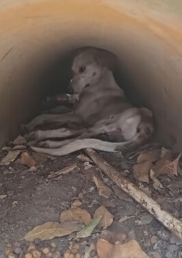 When Polito was first seen by the rescuer