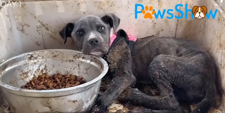 When Prayer was first seen by the rescuer.