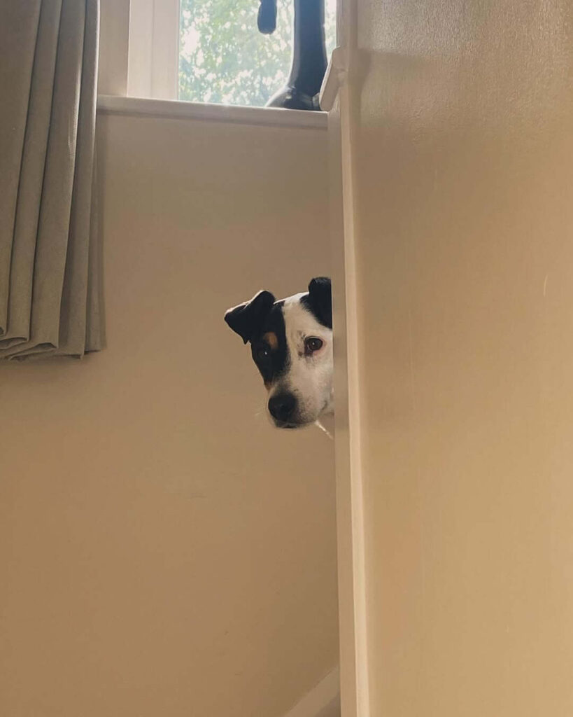 Dog following everywhere