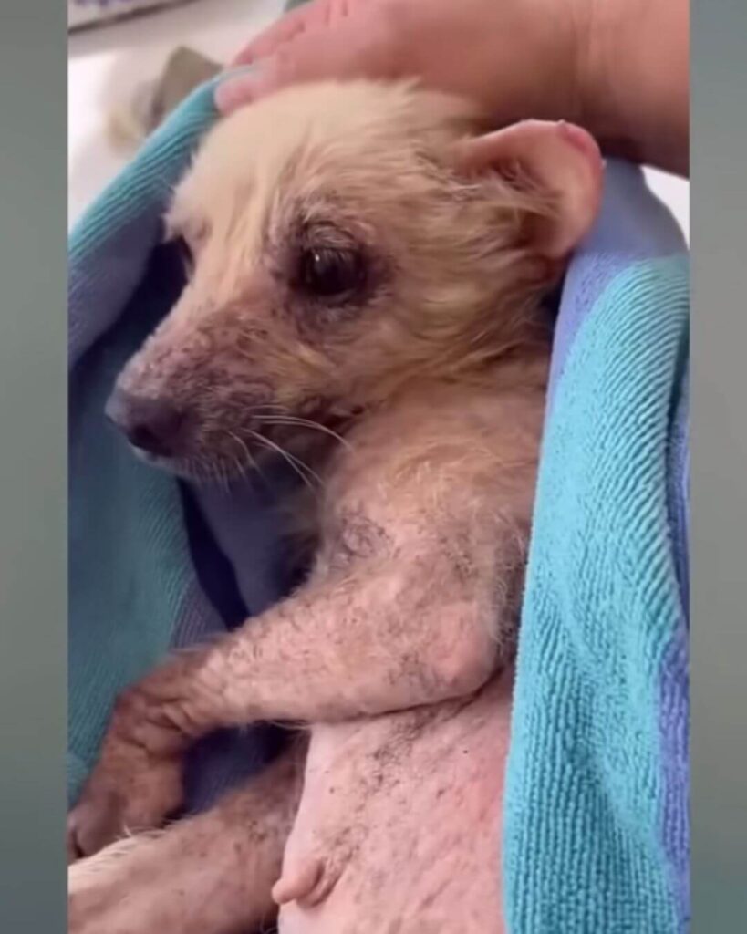 Hope in the safe hands of her rescuers